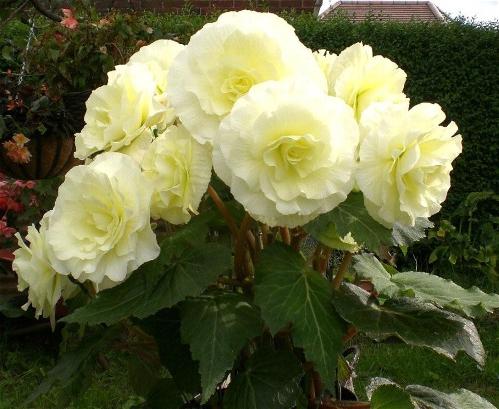 B. ‘Ice Mint’